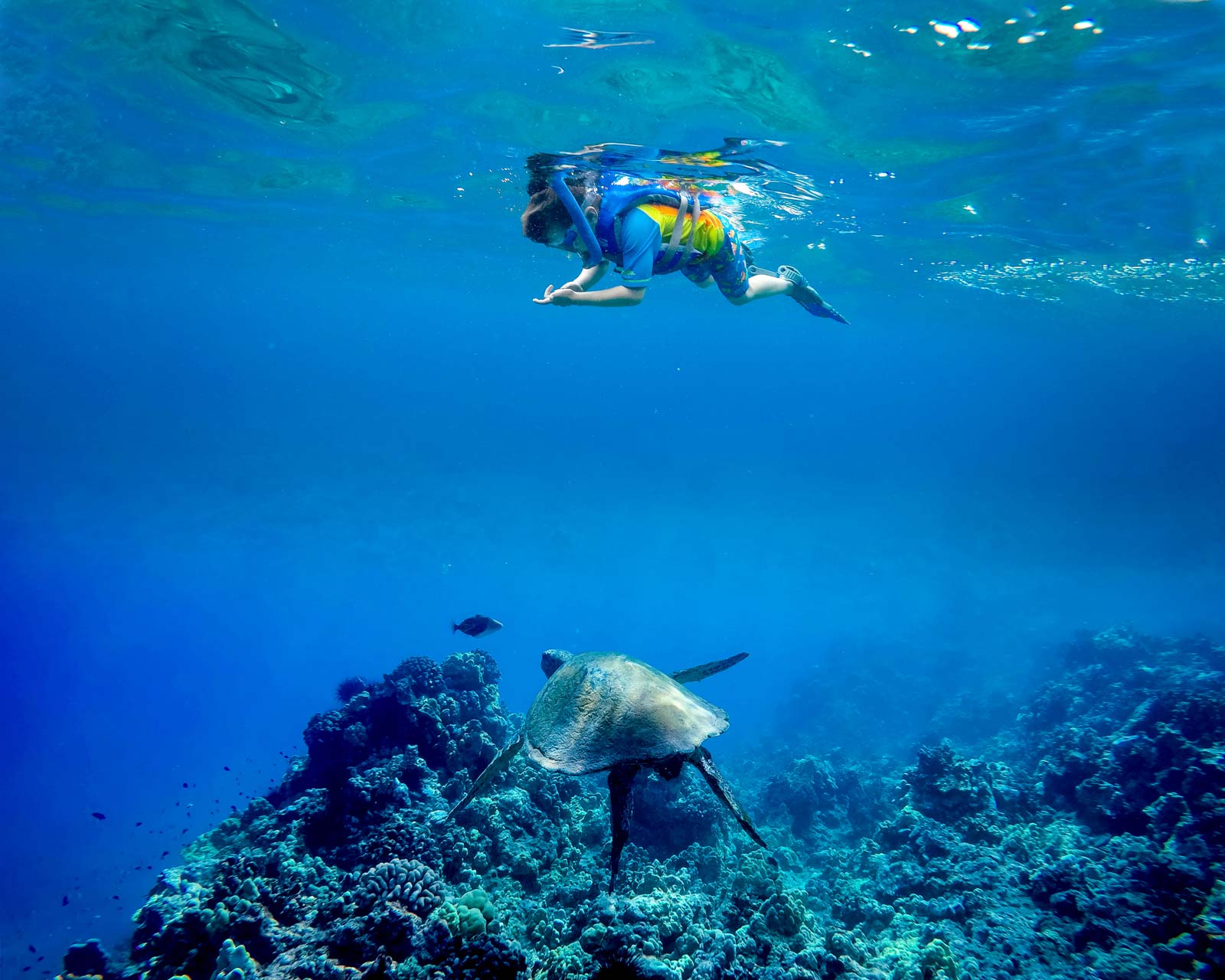 young boy snorkeling next to a sea turtle in Hawaii
