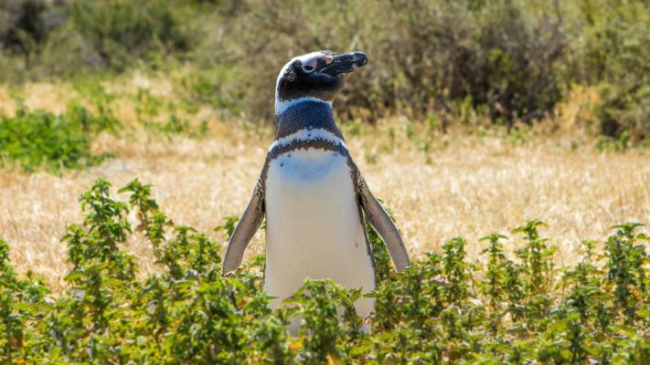 Punta Tombo penguins