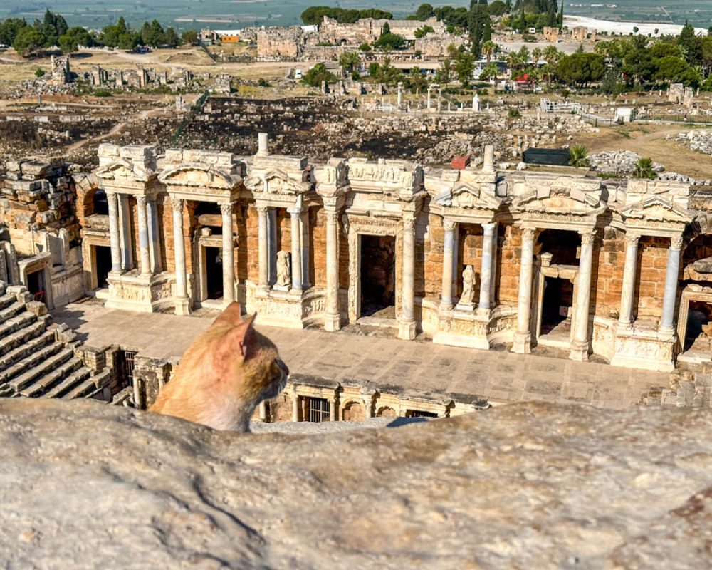 A cat pokes its head above the stands of the Grand Theater in Heirapolis/Pamukkale