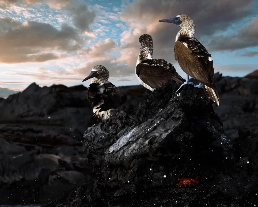 Three  blue footed boobies sit on a black lava rock at sunrise while a red crab craws beneath them