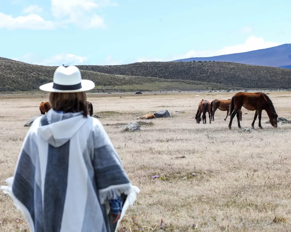 A woman wearing traditional Ecuadorian clothes looks out at wild horses in Cotopaxi National Park