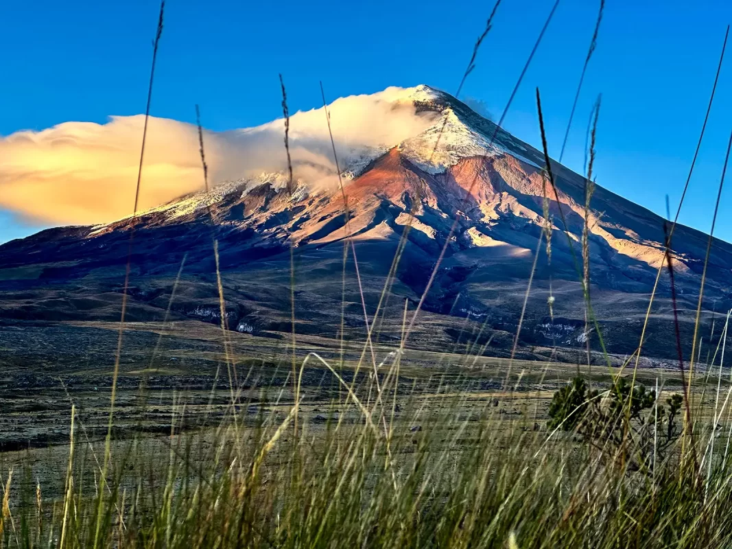 Cotopaxi Volcano lit up by the dawn sky seen through a thin layer of tall grass