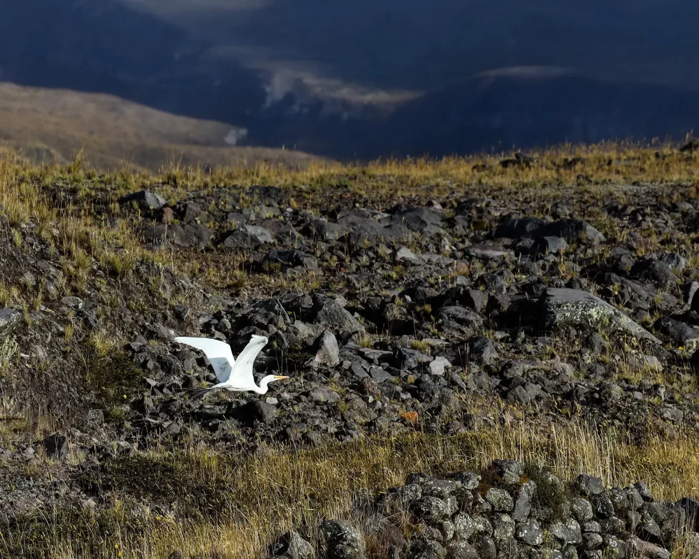A white egret flies past the black rocks of a volcanic landscape in Cotopaxi National Par