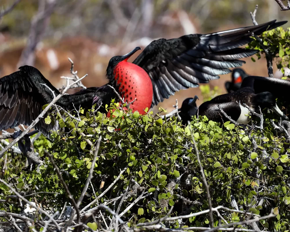 Frigatebird puffing its red chest out while extending its wings on a tree branch