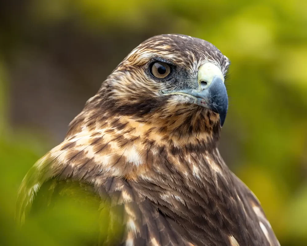 A closeup photo of a Galapagos Hawk staring intently into the distance