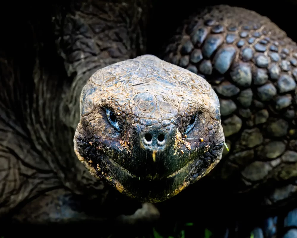 A giant tortoise stares into the camera against a dark background on Santa Cruz Island