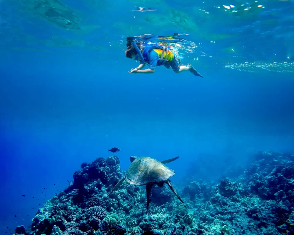 A boy snorkeling above a coral reef while a turtle swims below him