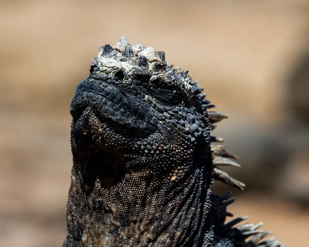 A marine iguana closes its eyes to bask in the sun on Santiago Island in the Galapagos