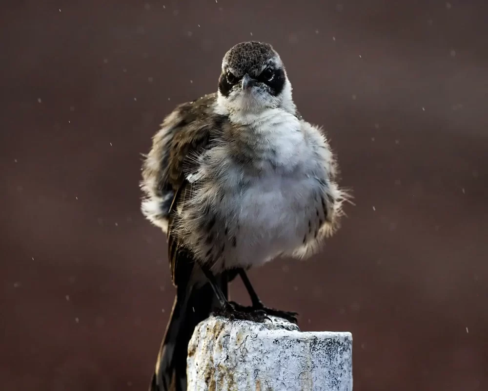 A mockingbird fluffs its feathers in the rain against a blurred backround