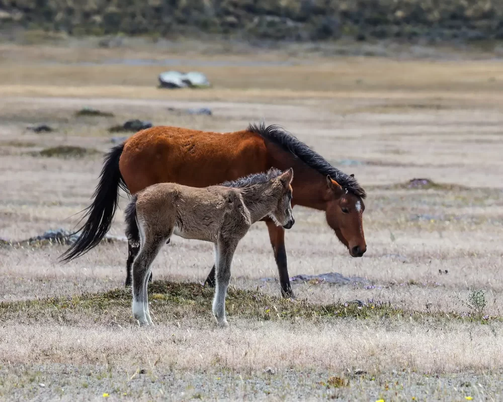 Mother and baby wild horses walk across a field of grass in Cotopaxi National Park