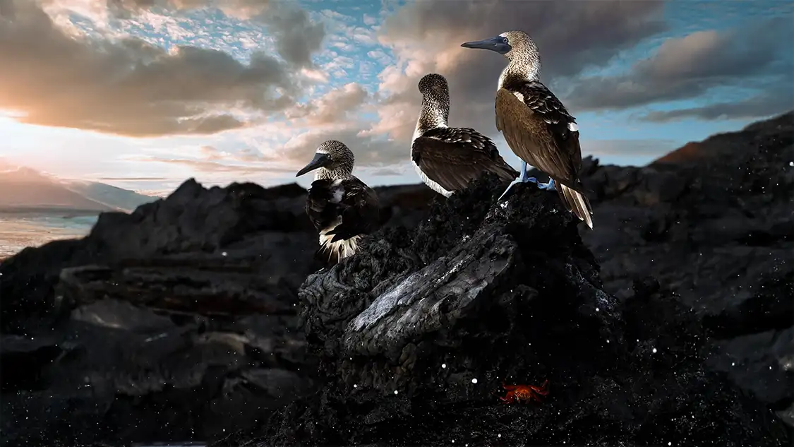 Three blue footed boobies on a rock at sunrise in the Galapagos islands