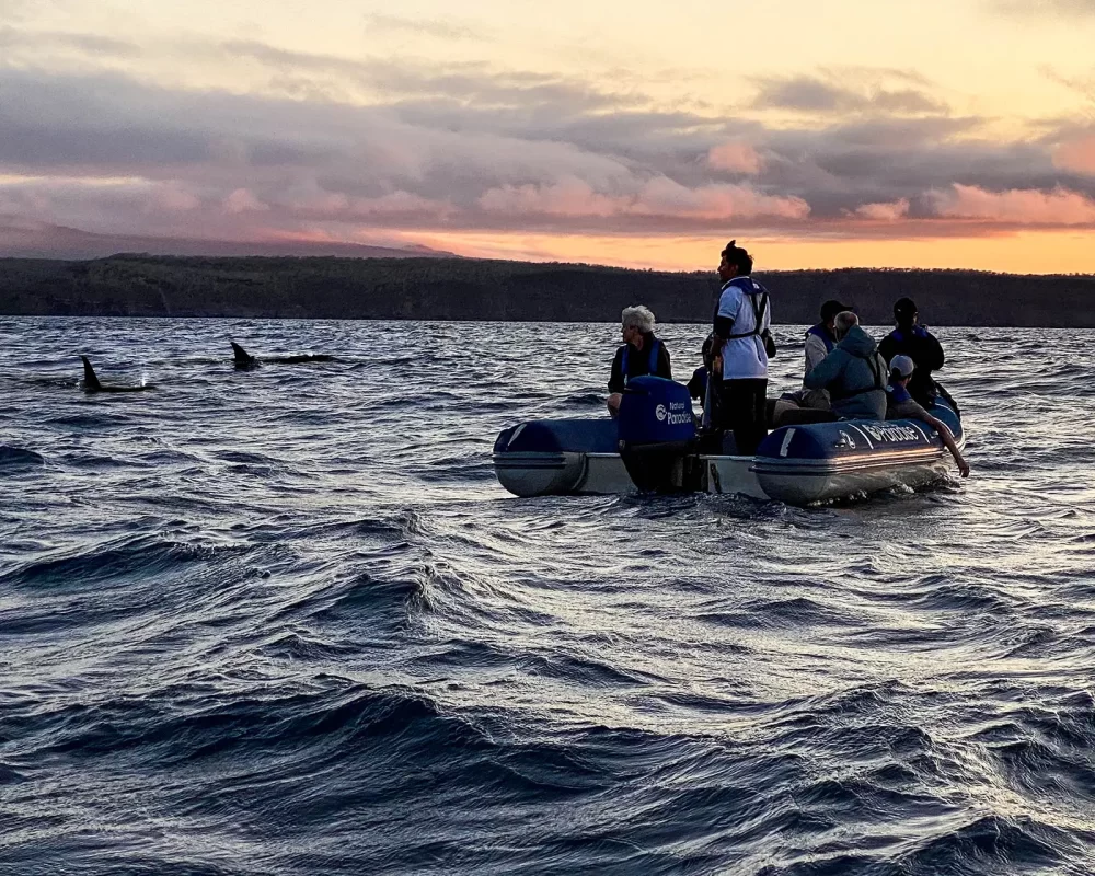 A dinghy floats beneath a sunset while the boaters watch two orcas surface